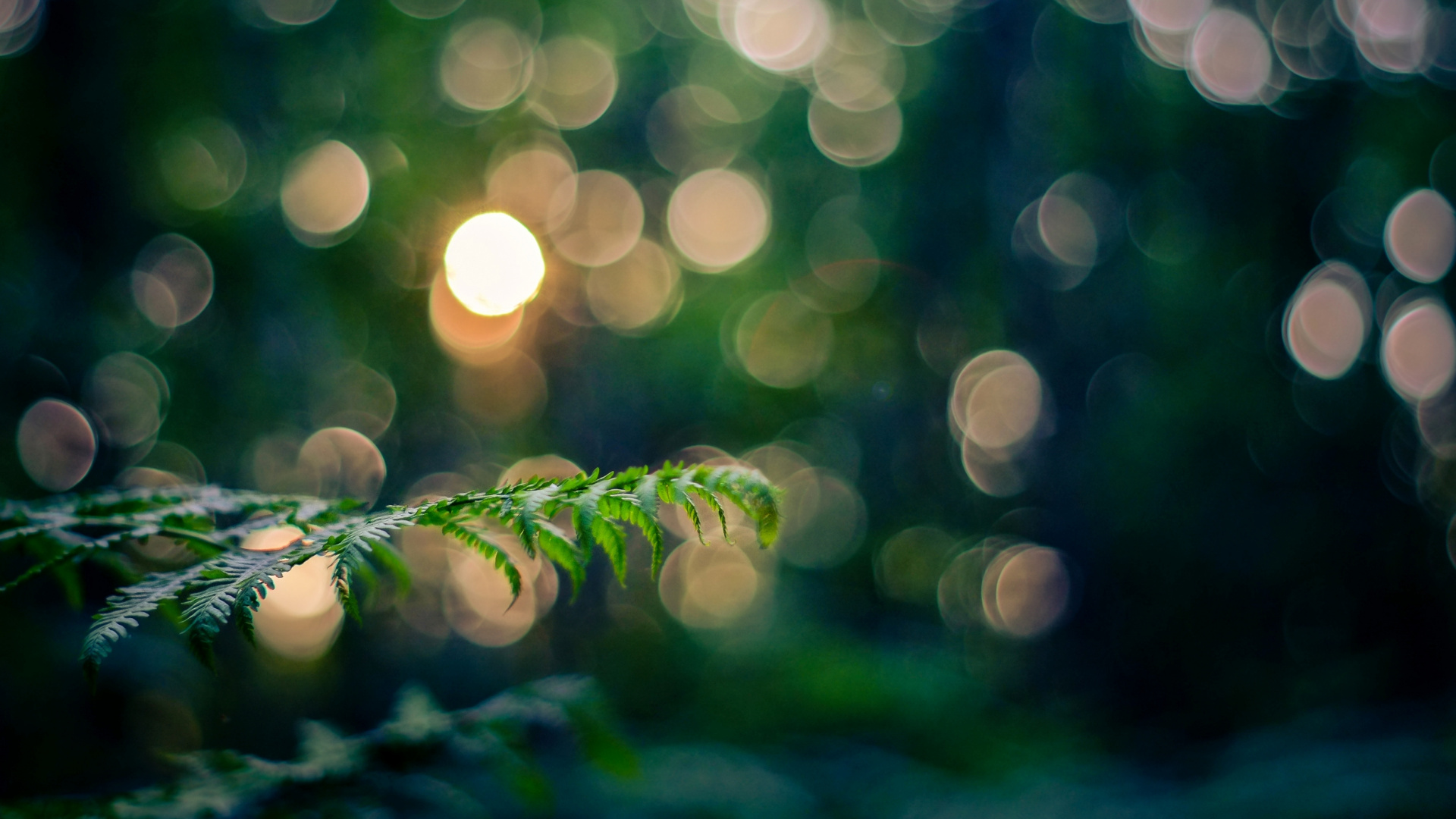 Обои боке, зеленый, природа, лист, дерево в разрешении 1920x1080