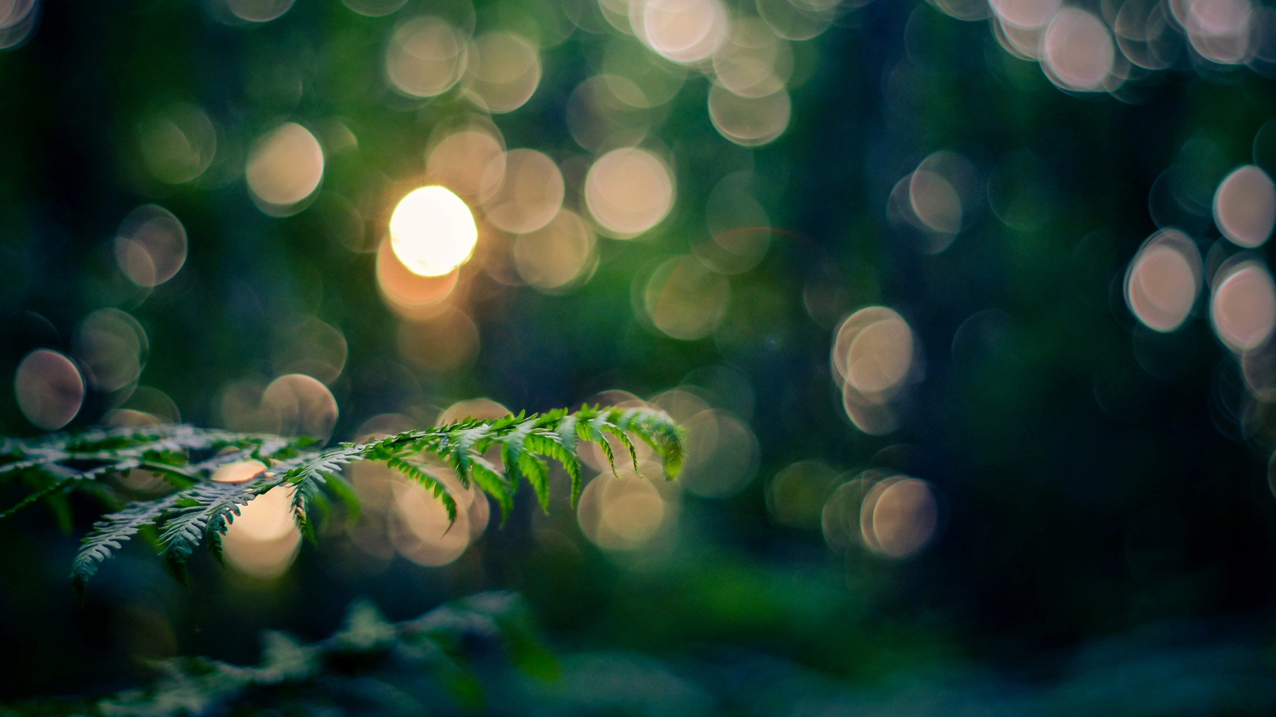 Обои боке, зеленый, природа, лист, дерево в разрешении 2560x1440