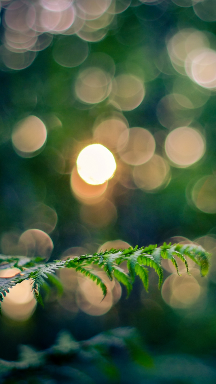 Обои боке, зеленый, природа, лист, дерево в разрешении 750x1334