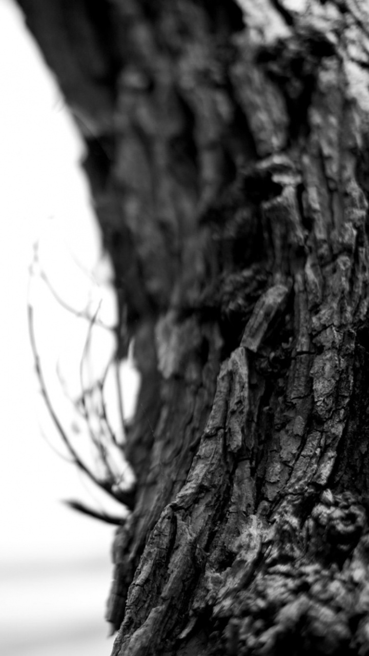 Обои пейзаж, черный и белый, дерево, черный, белые в разрешении 720x1280