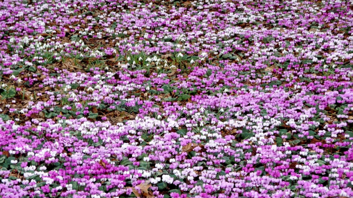 Обои цветковое растение, полевой цветок, однолетнее растение, почвопокровная, пурпур в разрешении 1366x768