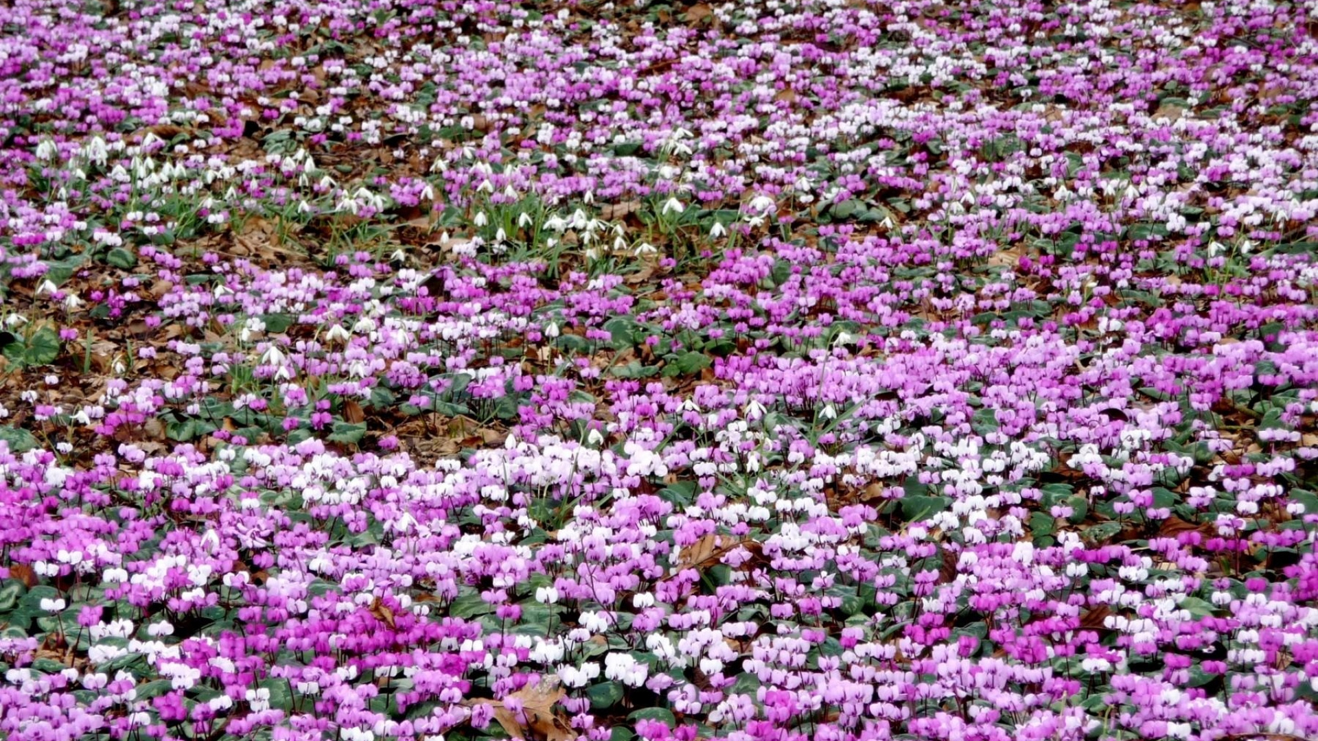Обои цветковое растение, полевой цветок, однолетнее растение, почвопокровная, пурпур в разрешении 1920x1080