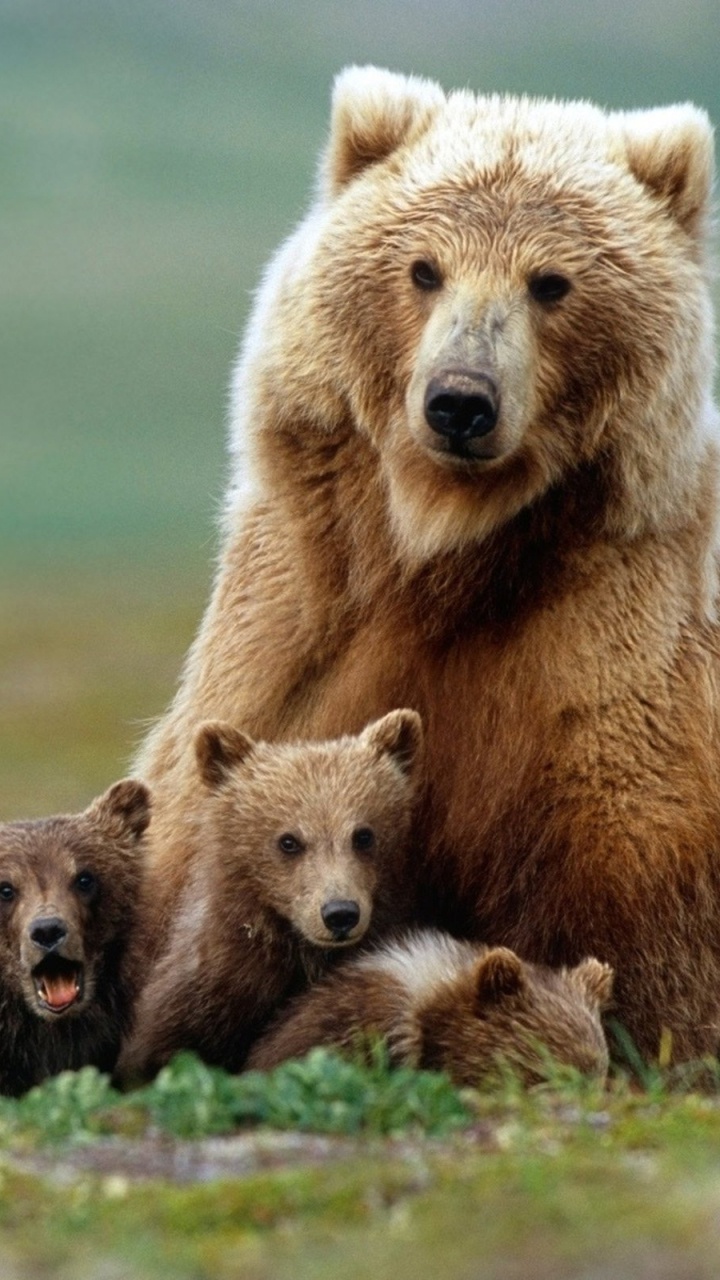 Обои Гризли, бурый медведь, наземные животные, медведь, живая природа в разрешении 720x1280