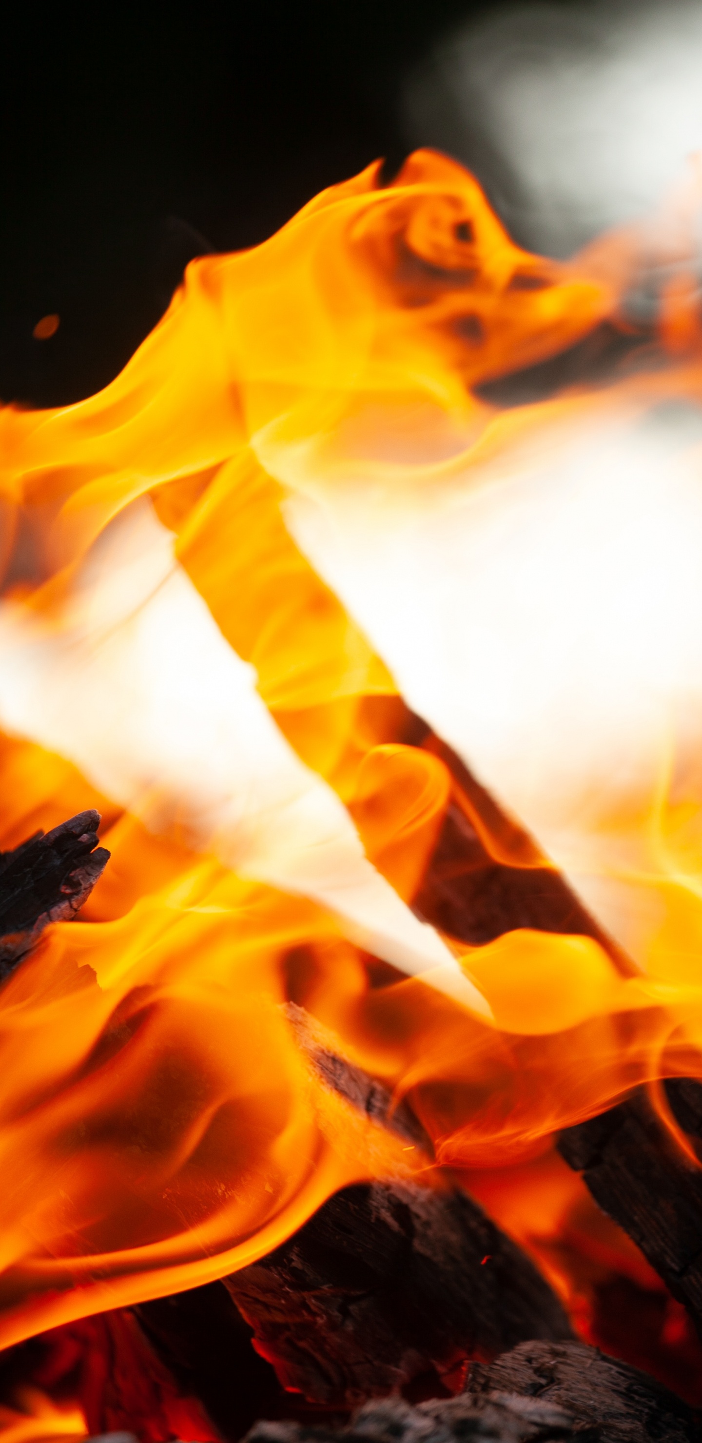 Обои огонь, небо, цветок, желтый, Апельсин в разрешении 1440x2960