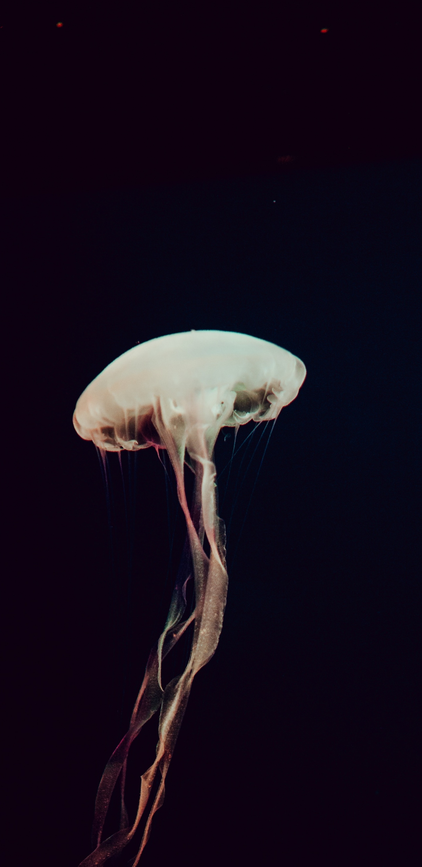 Обои морская биология, небо, cnidaria, темнота, гриб в разрешении 1440x2960