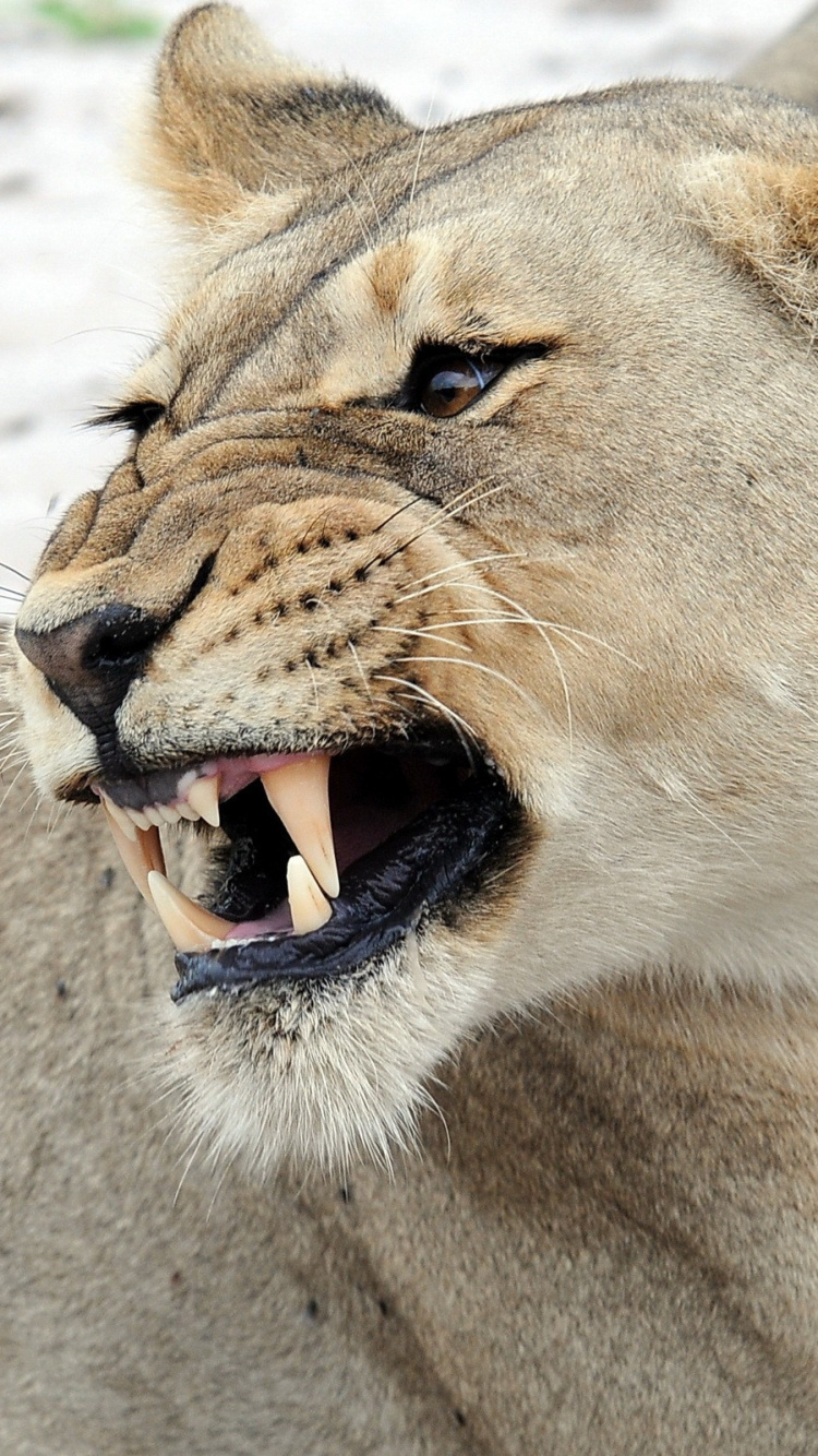 Обои Леопард, наземные животные, мех, рев, животный мир в разрешении 750x1334