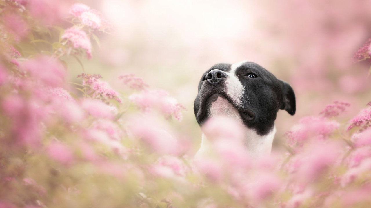 Обои цветок, собака породы, пес, щенок, морда в разрешении 1280x720