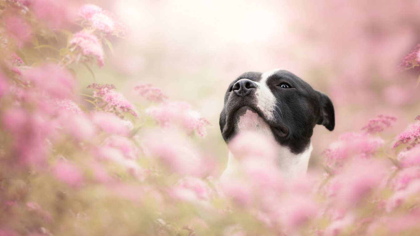 Обои цветок, собака породы, пес, щенок, морда в разрешении 1366x768