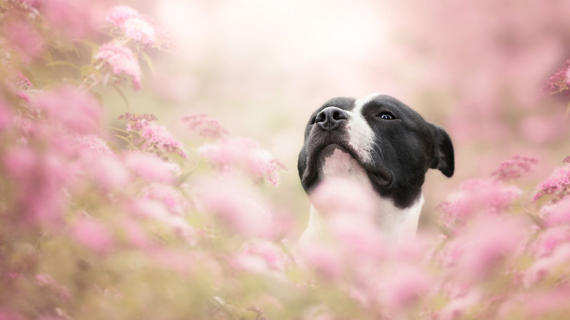 Обои цветок, собака породы, пес, щенок, морда в разрешении 1920x1080