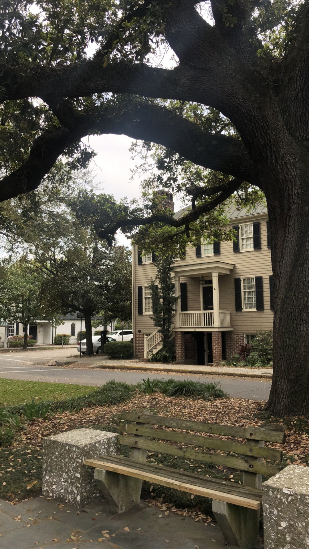 Обои дерево, ветвь, древесные растения, листопадные, парк в разрешении 1080x1920