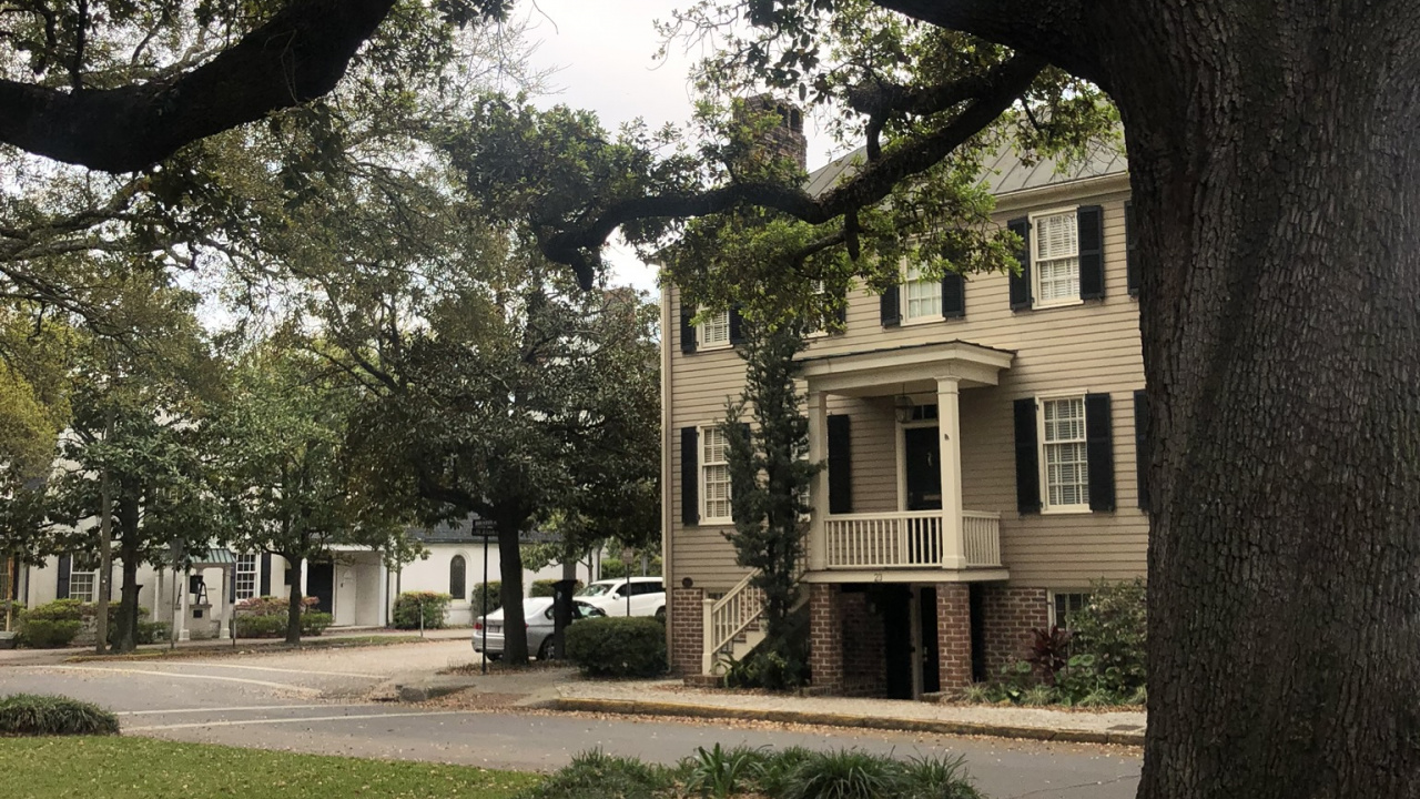 Обои дерево, ветвь, древесные растения, листопадные, парк в разрешении 1280x720