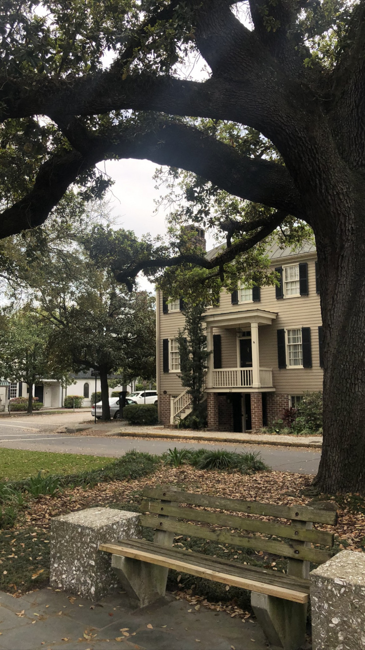 Обои дерево, ветвь, древесные растения, листопадные, парк в разрешении 750x1334