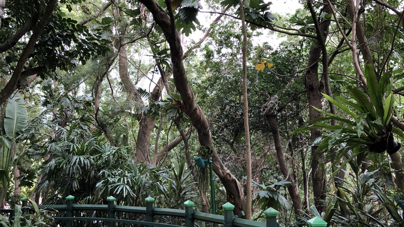 Обои дерево, цветочный горшок, забор, комнатное растение, мост в разрешении 1366x768