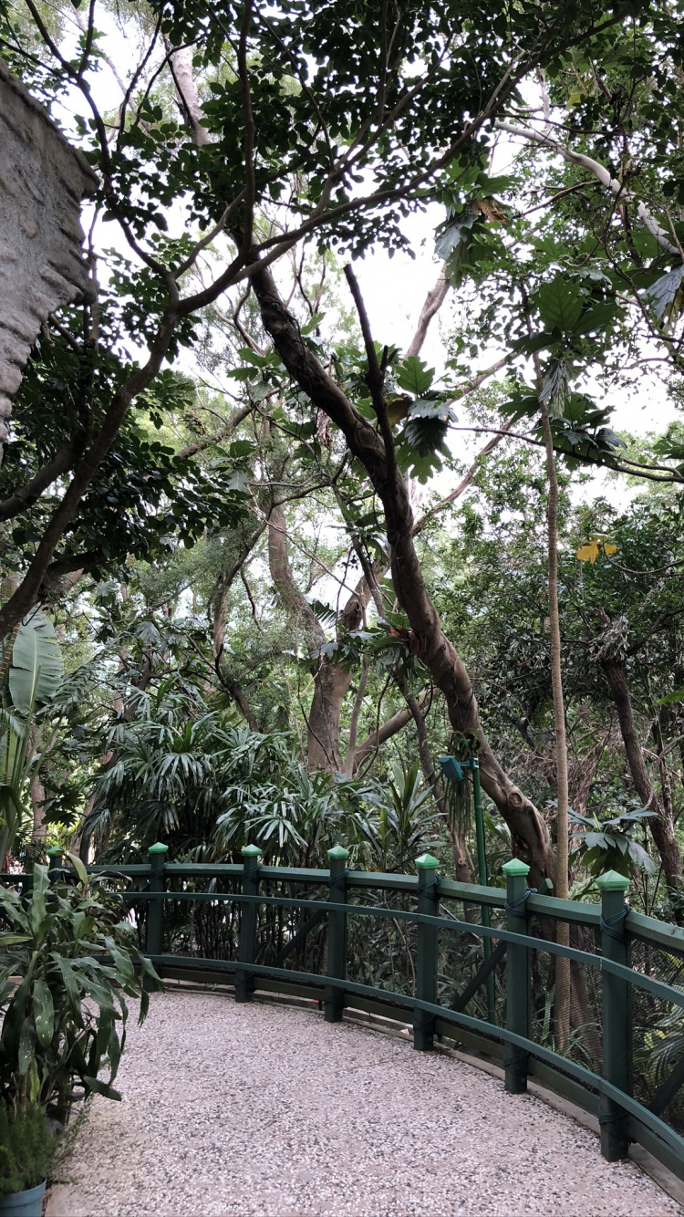 Обои дерево, цветочный горшок, забор, комнатное растение, мост в разрешении 750x1334