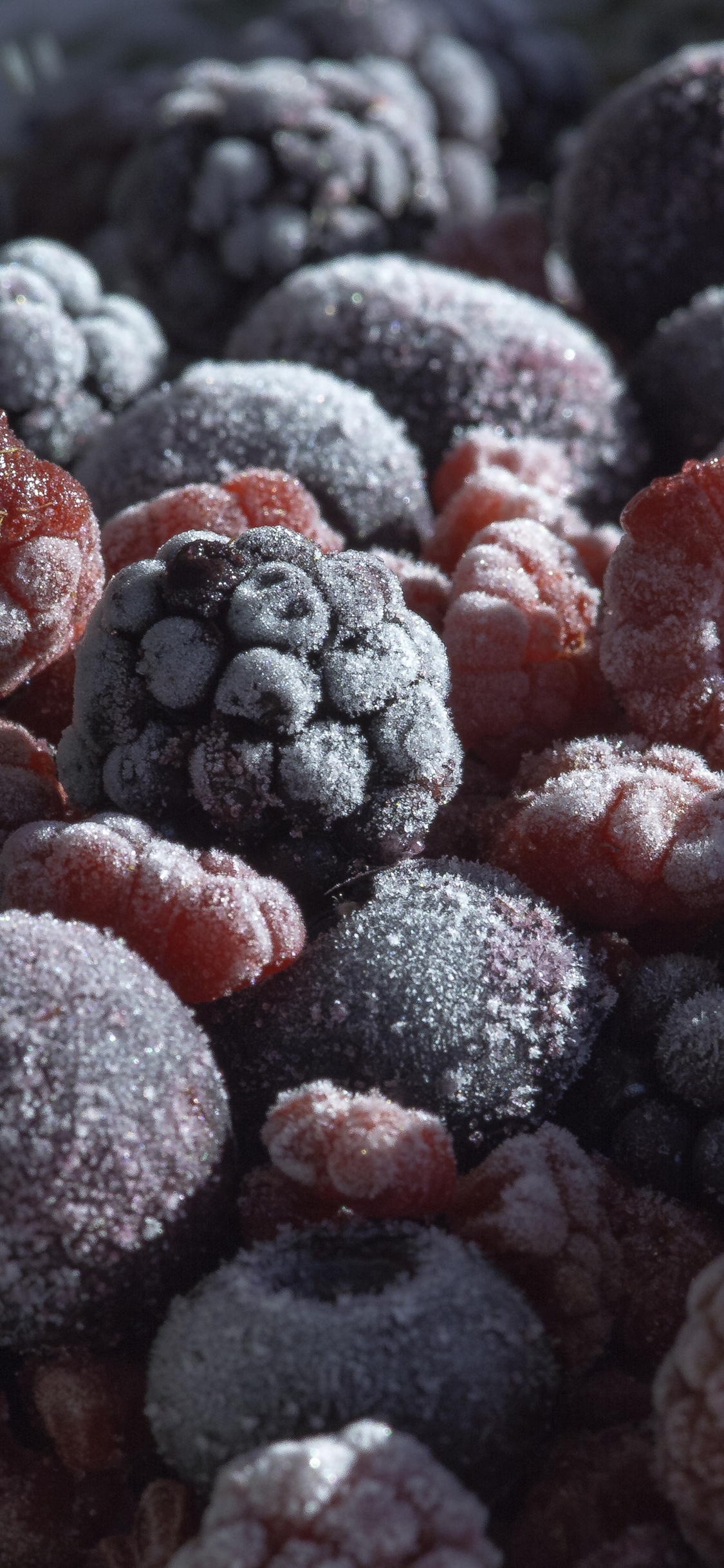 Обои Blackberry, Черника, ягоды, фрукты, пища в разрешении 1125x2436