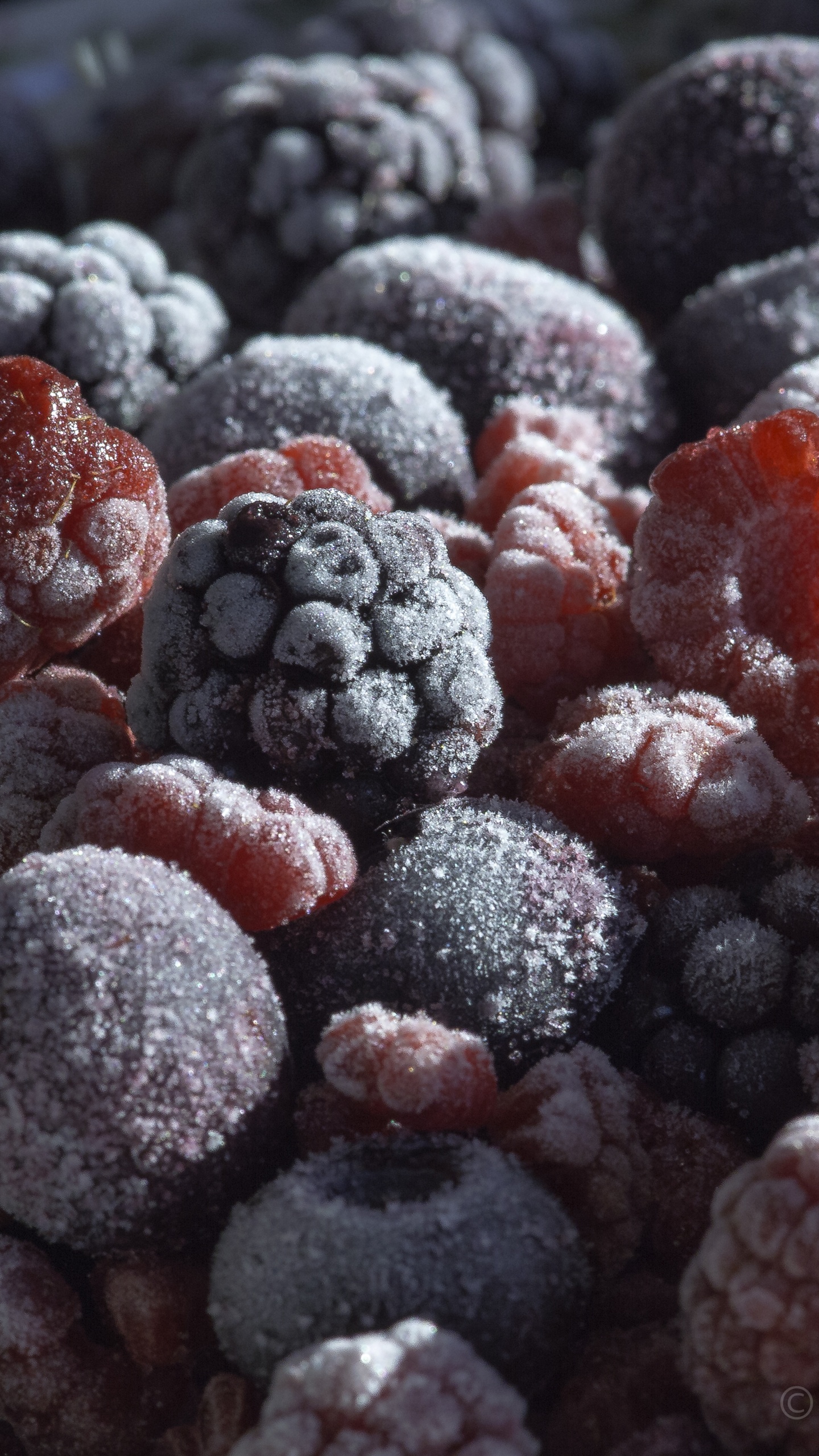 Обои Blackberry, Черника, ягоды, фрукты, пища в разрешении 1440x2560