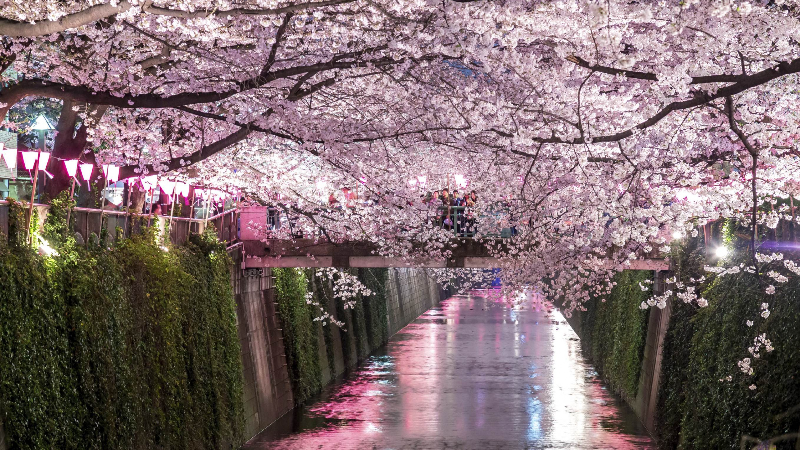 Обои Национальный Фестиваль Цветения Сакуры, цветение вишни, Ханами, цветок, весна в разрешении 2560x1440