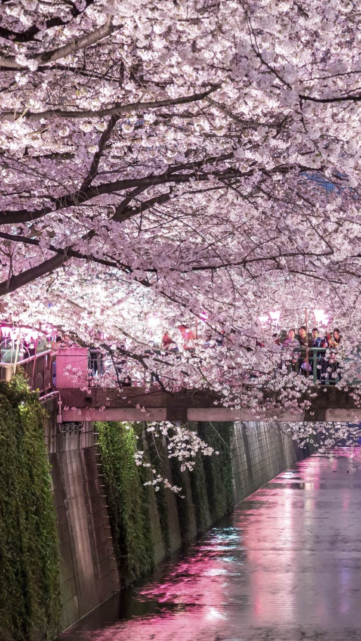 Обои Национальный Фестиваль Цветения Сакуры, цветение вишни, Ханами, цветок, весна в разрешении 720x1280