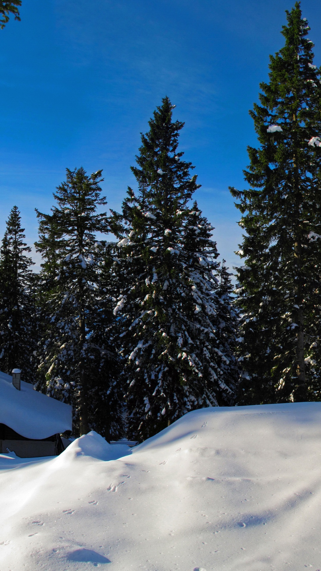 Обои зима, снег, дерево, пихта, ель в разрешении 1080x1920