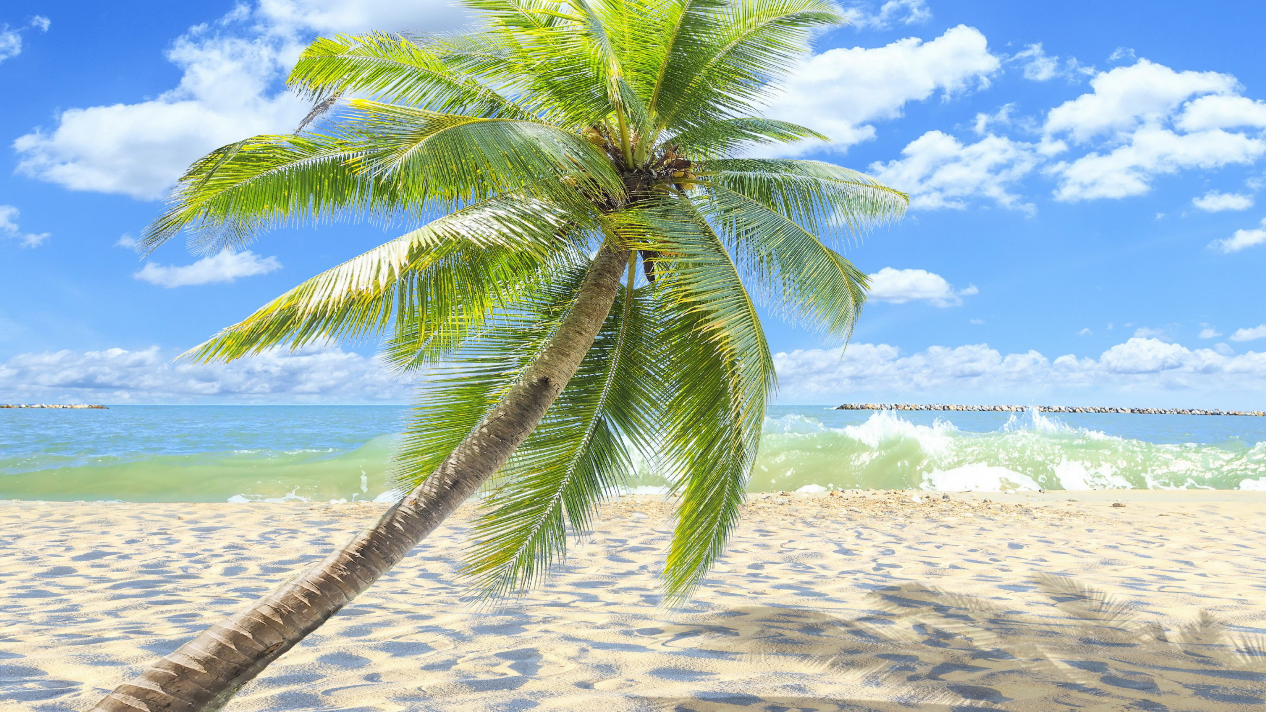 Обои пляж, берег, море, дерево, тропическая зона в разрешении 2560x1440