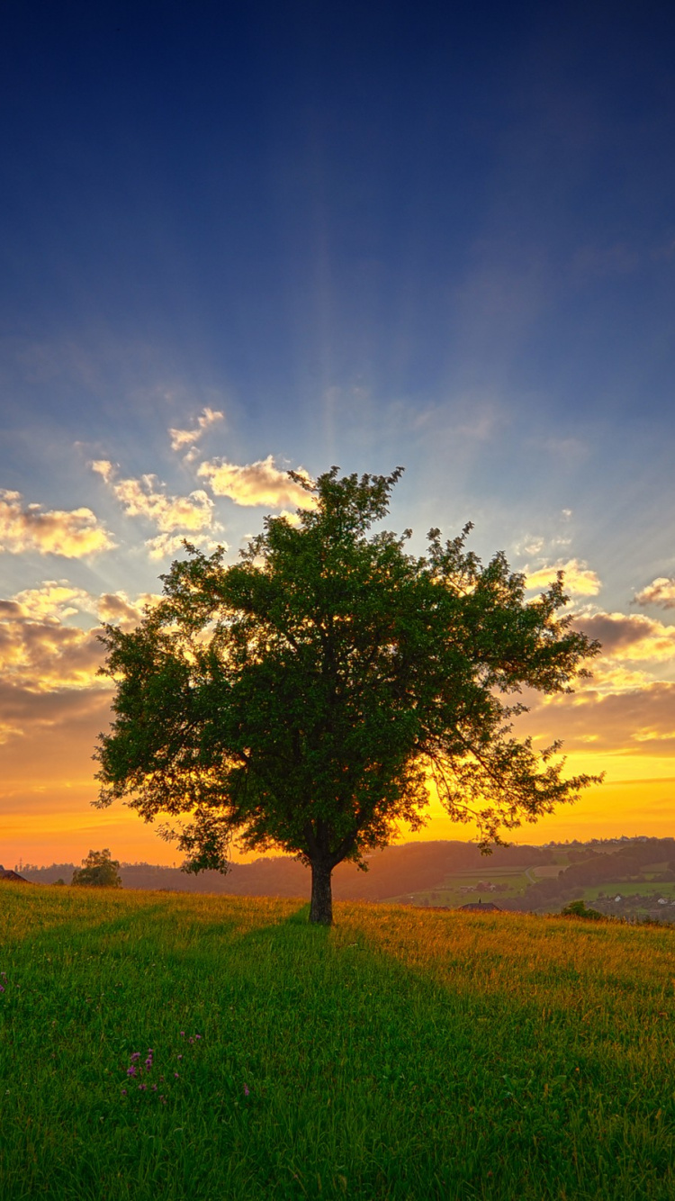 Обои закат, дерево, природа, горизонт, утро в разрешении 750x1334