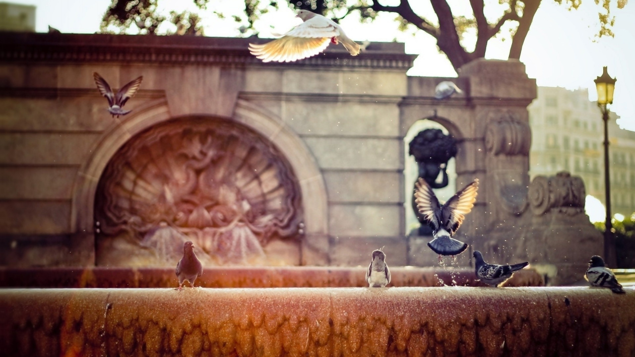 Обои водные элементы, Барселона, стены, дерева, стена в разрешении 1280x720