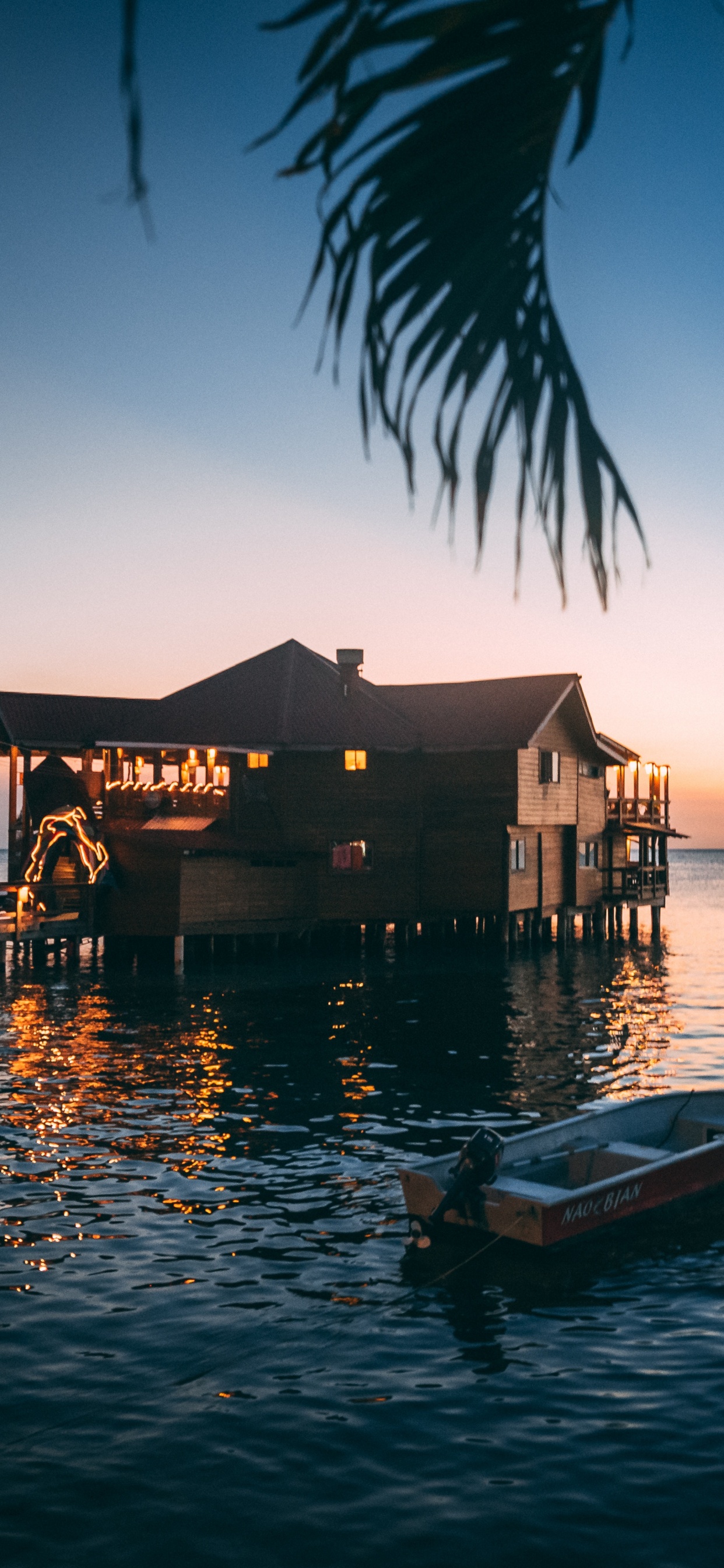 Обои тропическая зона, дерево, море, океан, вода в разрешении 1242x2688