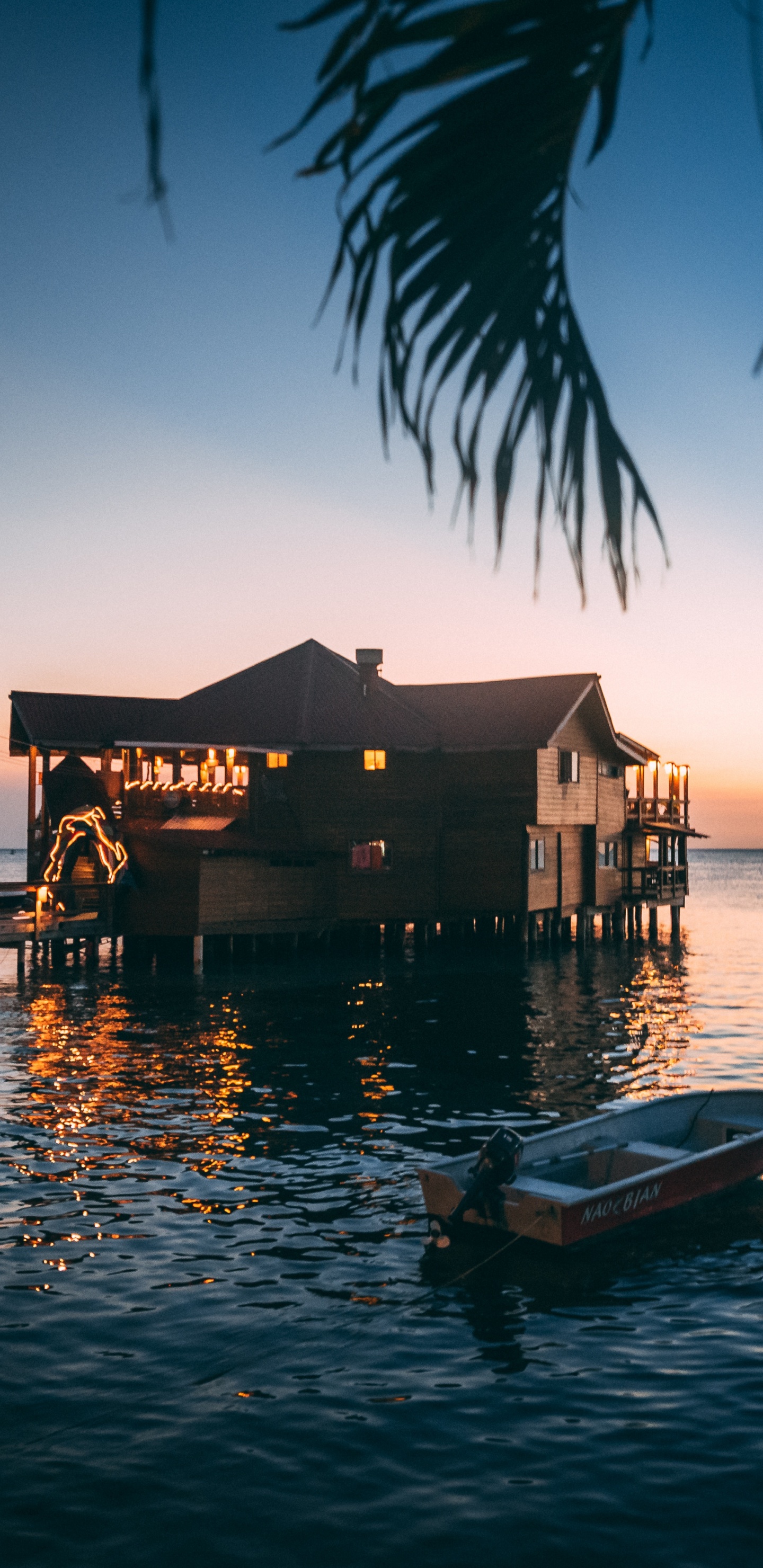 Обои тропическая зона, дерево, море, океан, вода в разрешении 1440x2960