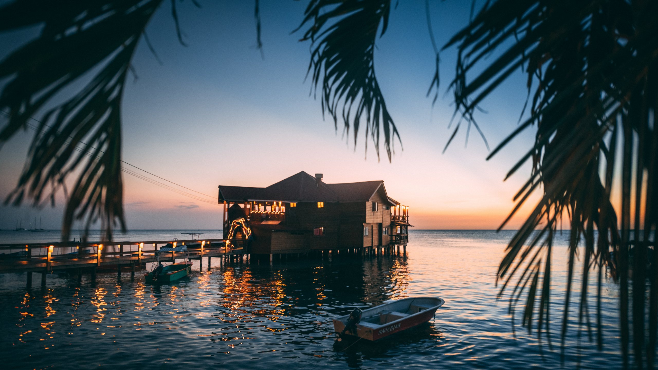 Обои тропическая зона, дерево, море, океан, вода в разрешении 2560x1440