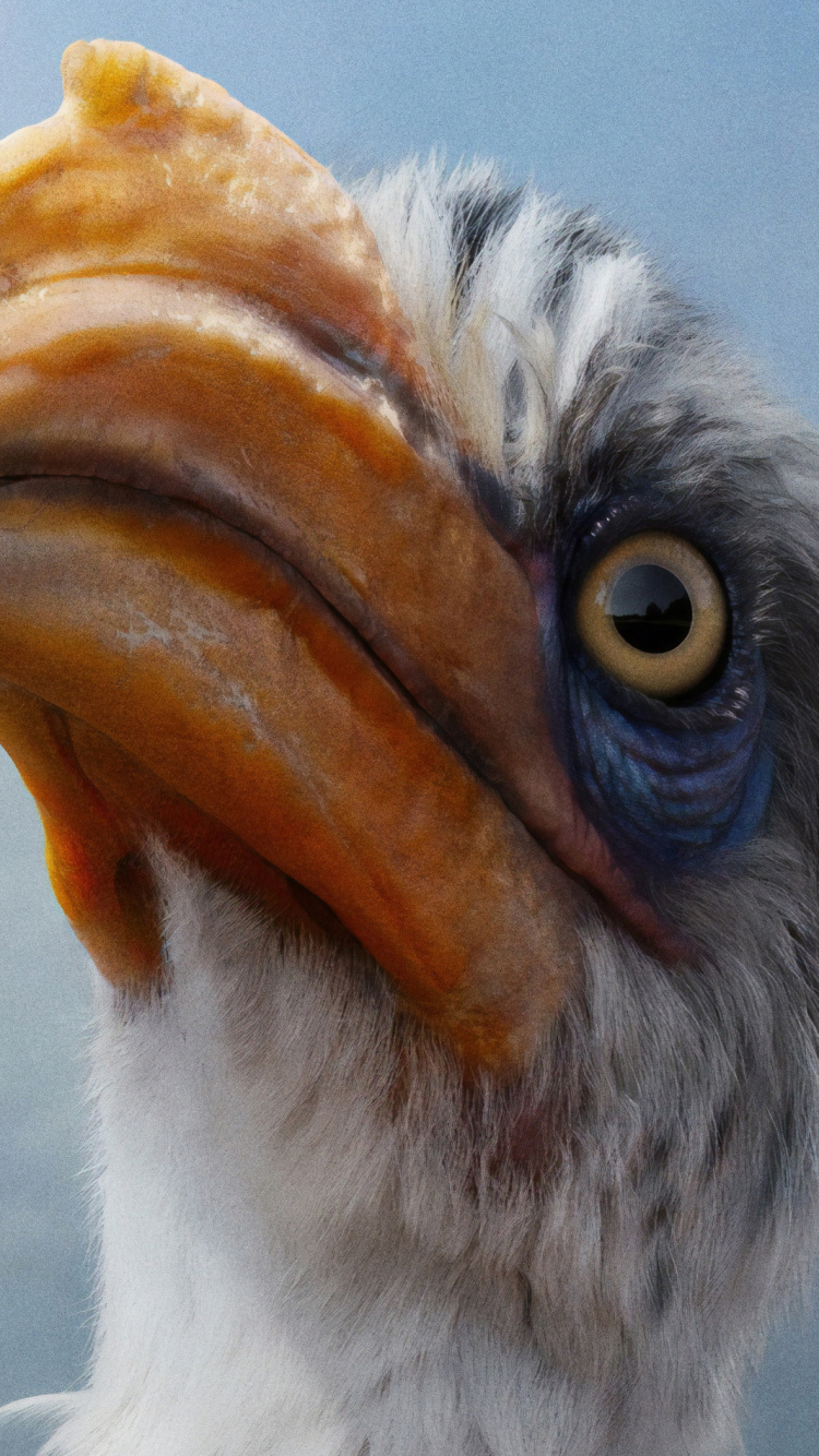 Обои Зазу, Симба, налы, птица, клюв в разрешении 750x1334