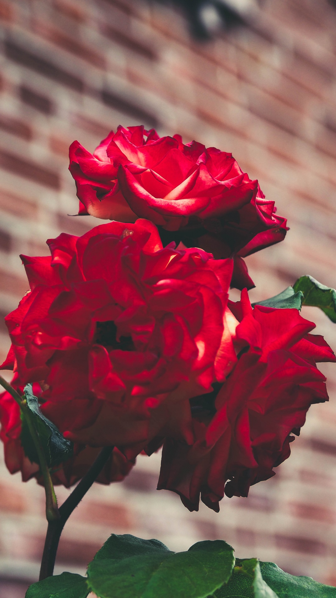 Обои Роза, сад, цветок, цветковое растение, красный цвет в разрешении 1080x1920