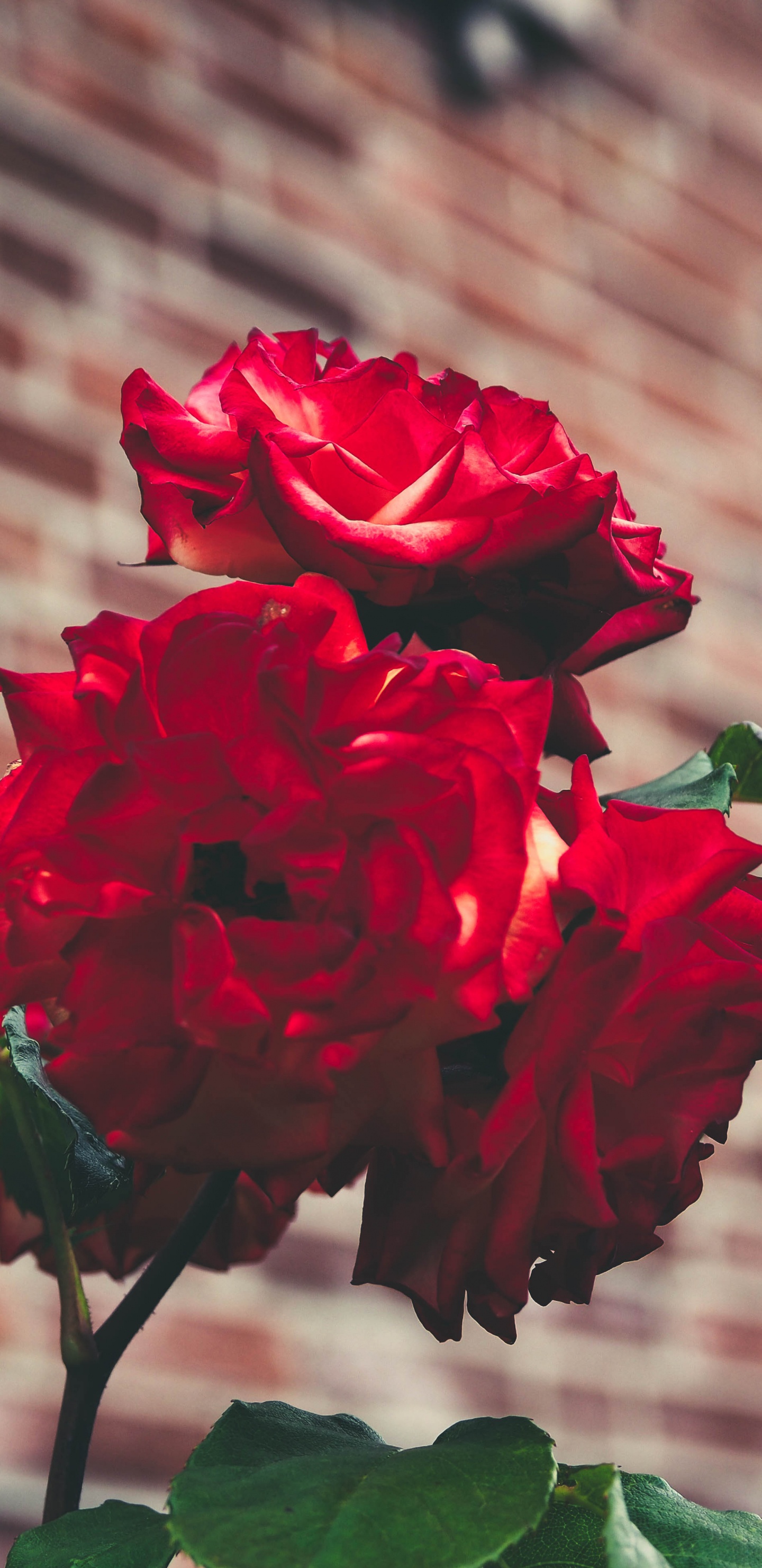 Обои Роза, сад, цветок, цветковое растение, красный цвет в разрешении 1440x2960