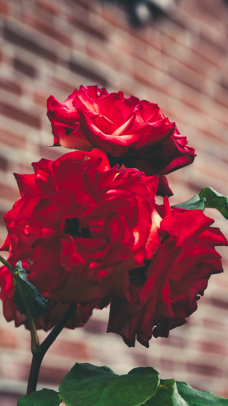 Обои Роза, сад, цветок, цветковое растение, красный цвет в разрешении 750x1334