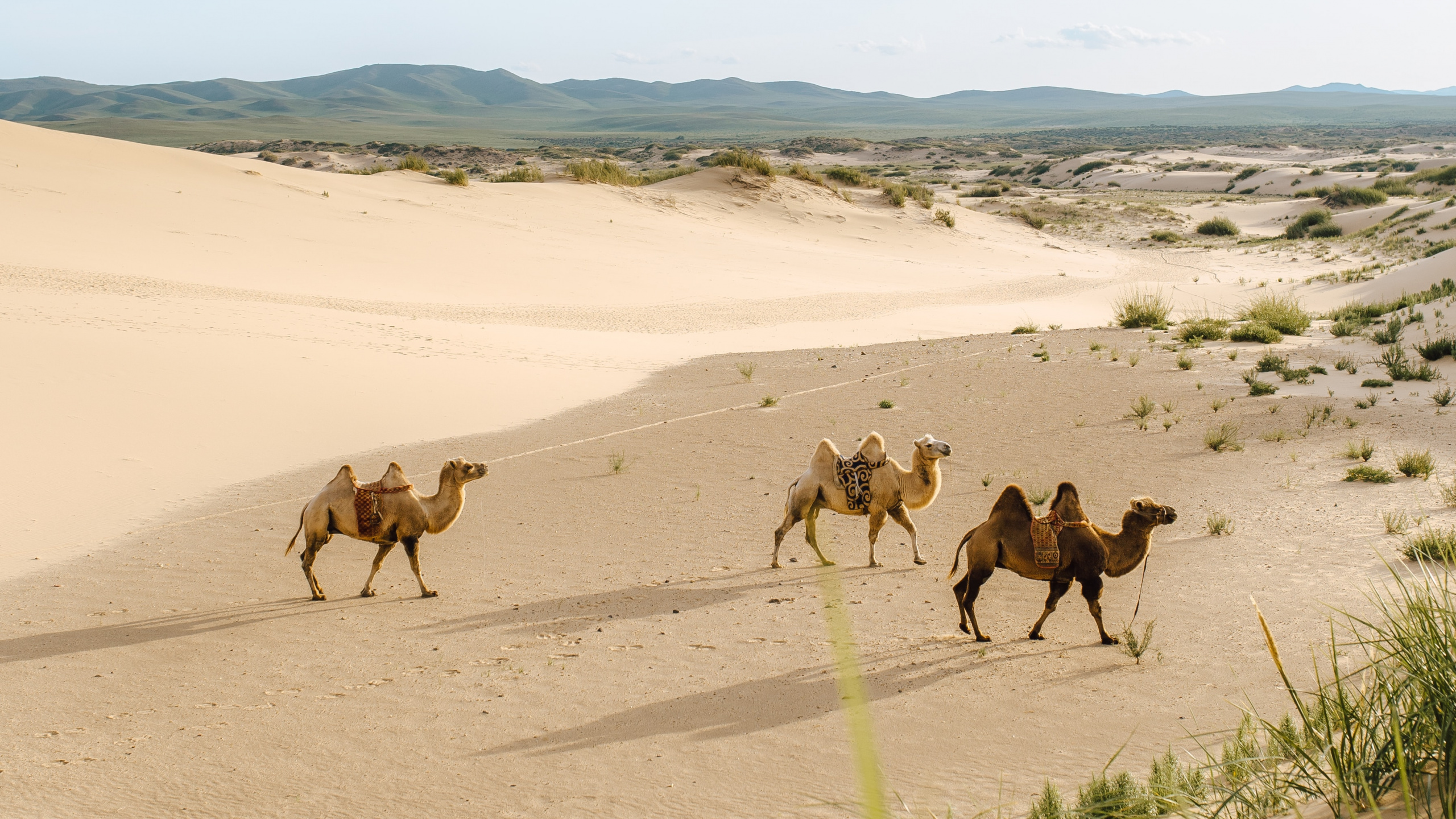Обои песок, окружающая среда, живая природа, пляж, экорегион в разрешении 2560x1440