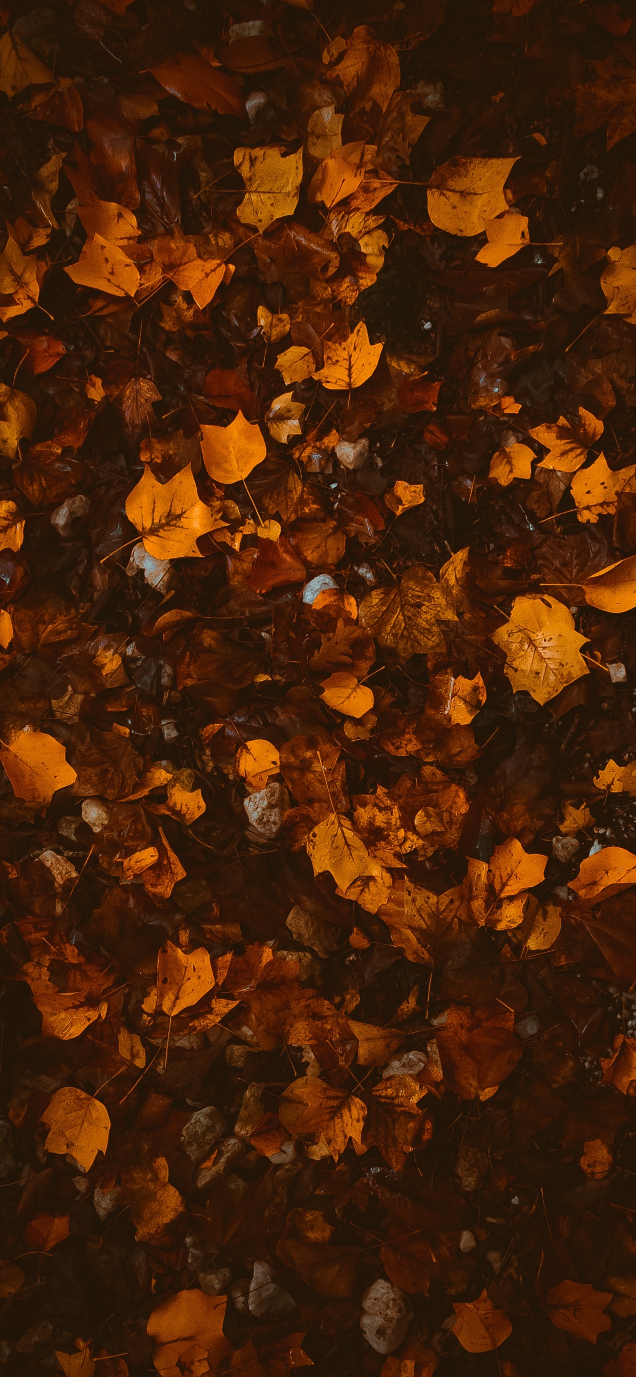 Обои осень, коричневый цвет, Апельсин, текстура, лист в разрешении 1242x2688