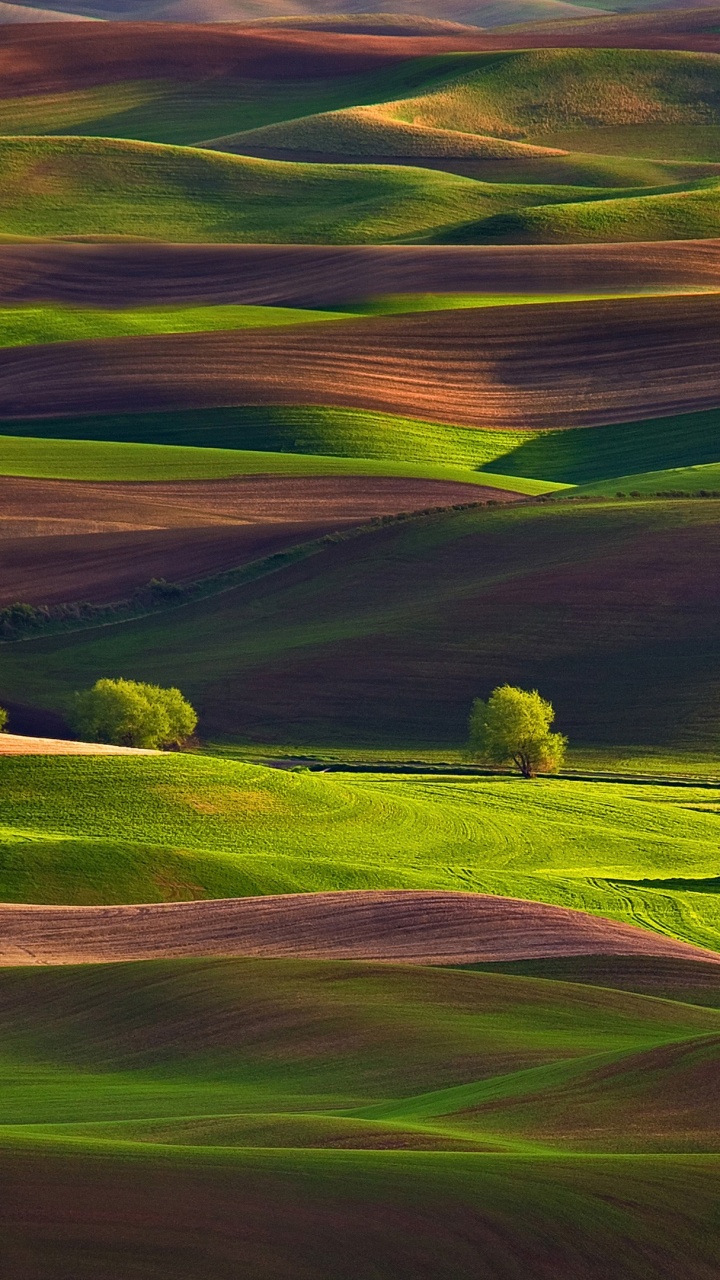 Обои природа, зеленый, сенокосное угодье, холм, нагорье в разрешении 720x1280