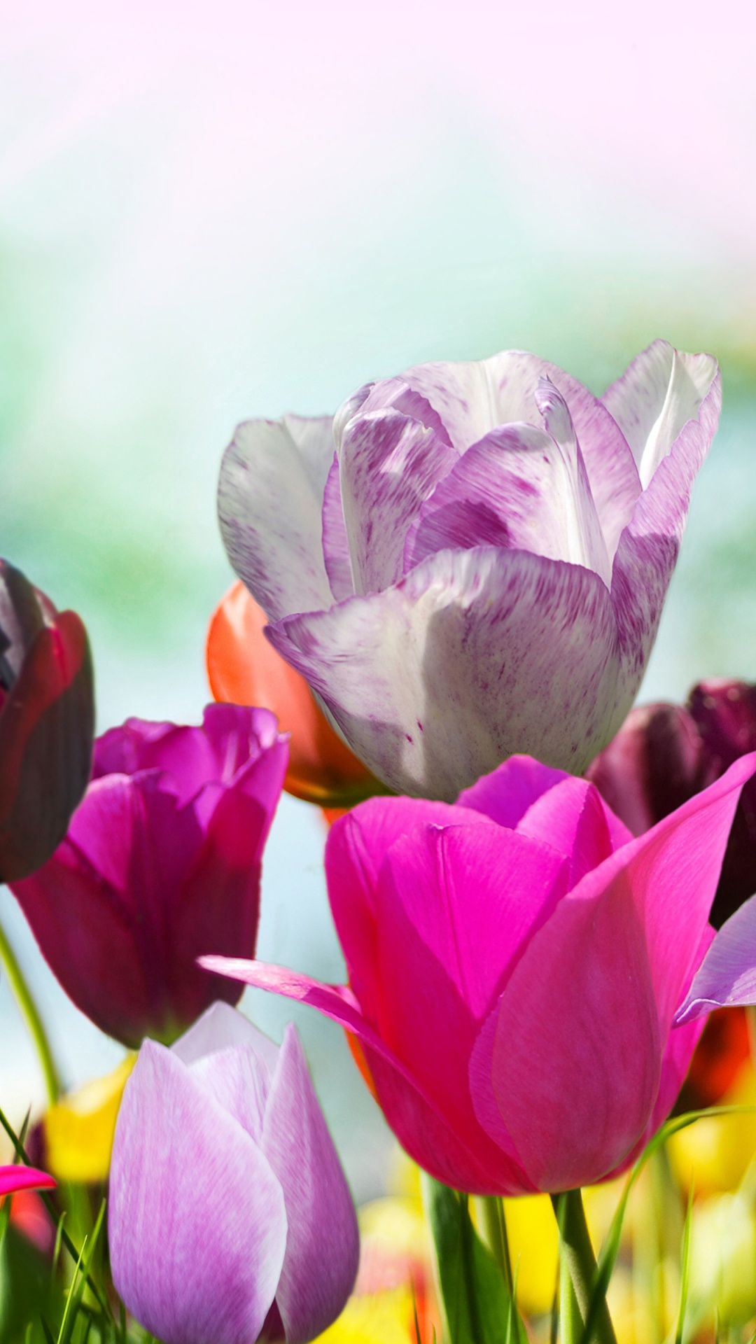 Обои весна, цветок, цветковое растение, лепесток, тюльпаны в разрешении 1080x1920