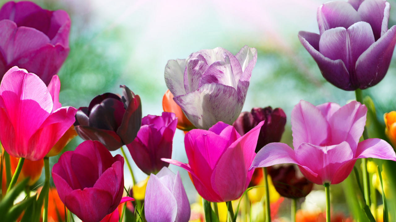 Обои весна, цветок, цветковое растение, лепесток, тюльпаны в разрешении 1280x720