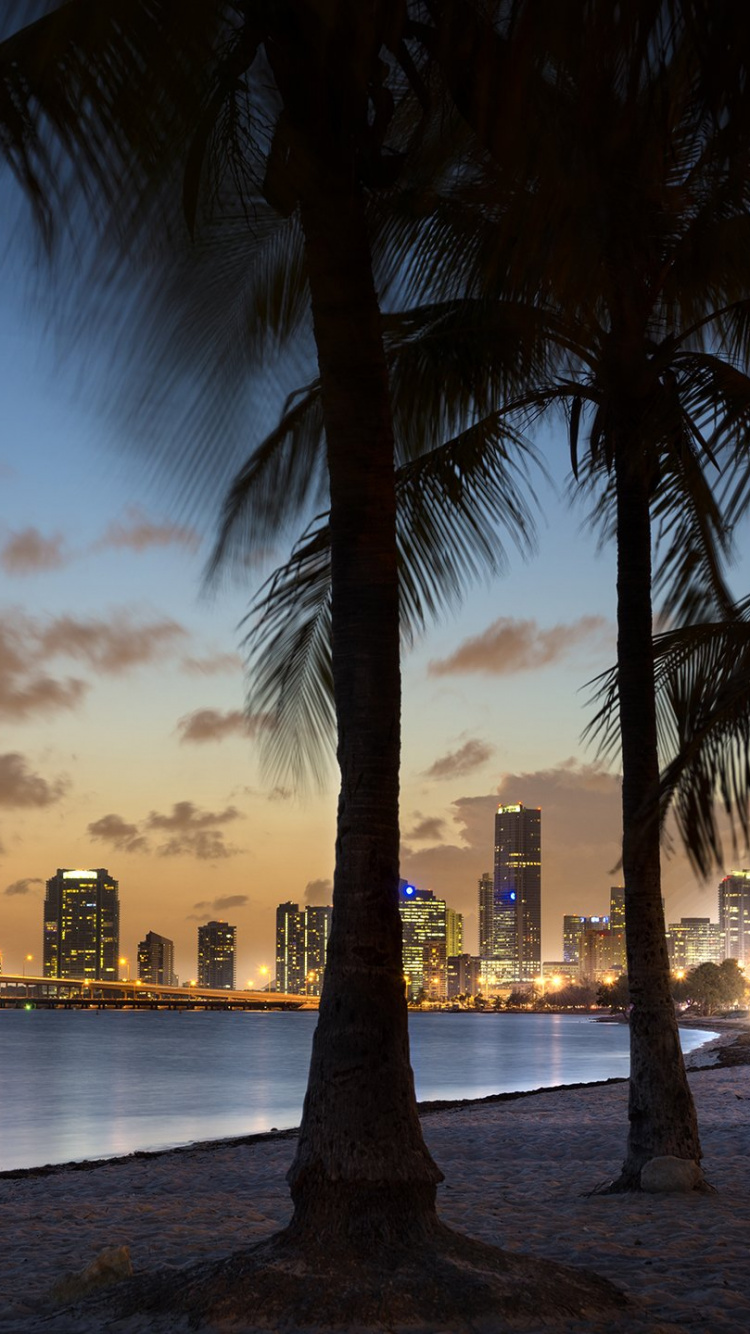 Обои пальмовые рощи, дерево, Пальма, вечер, закат в разрешении 750x1334