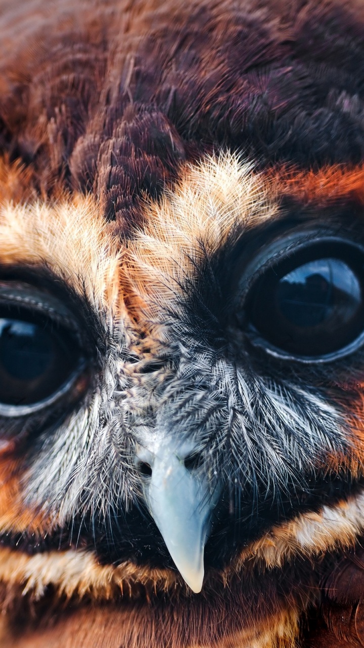 Обои хищная птица, сова, птица, клюв, морда в разрешении 720x1280