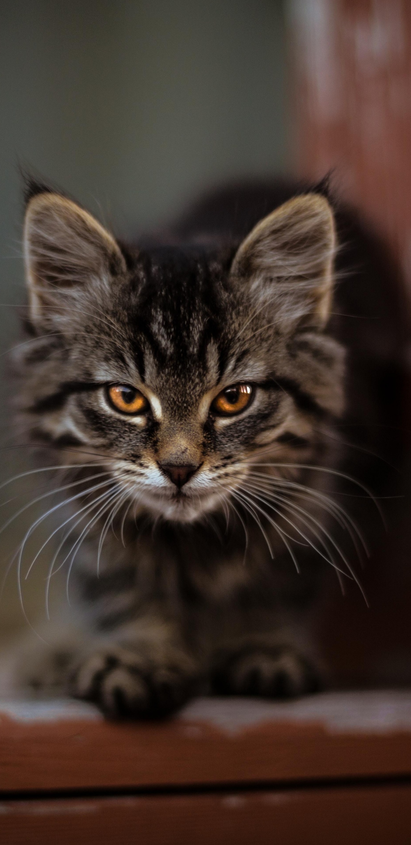 Обои котенок, полосатый кот, Дикая кошка, бакенбарды, кот в разрешении 1440x2960