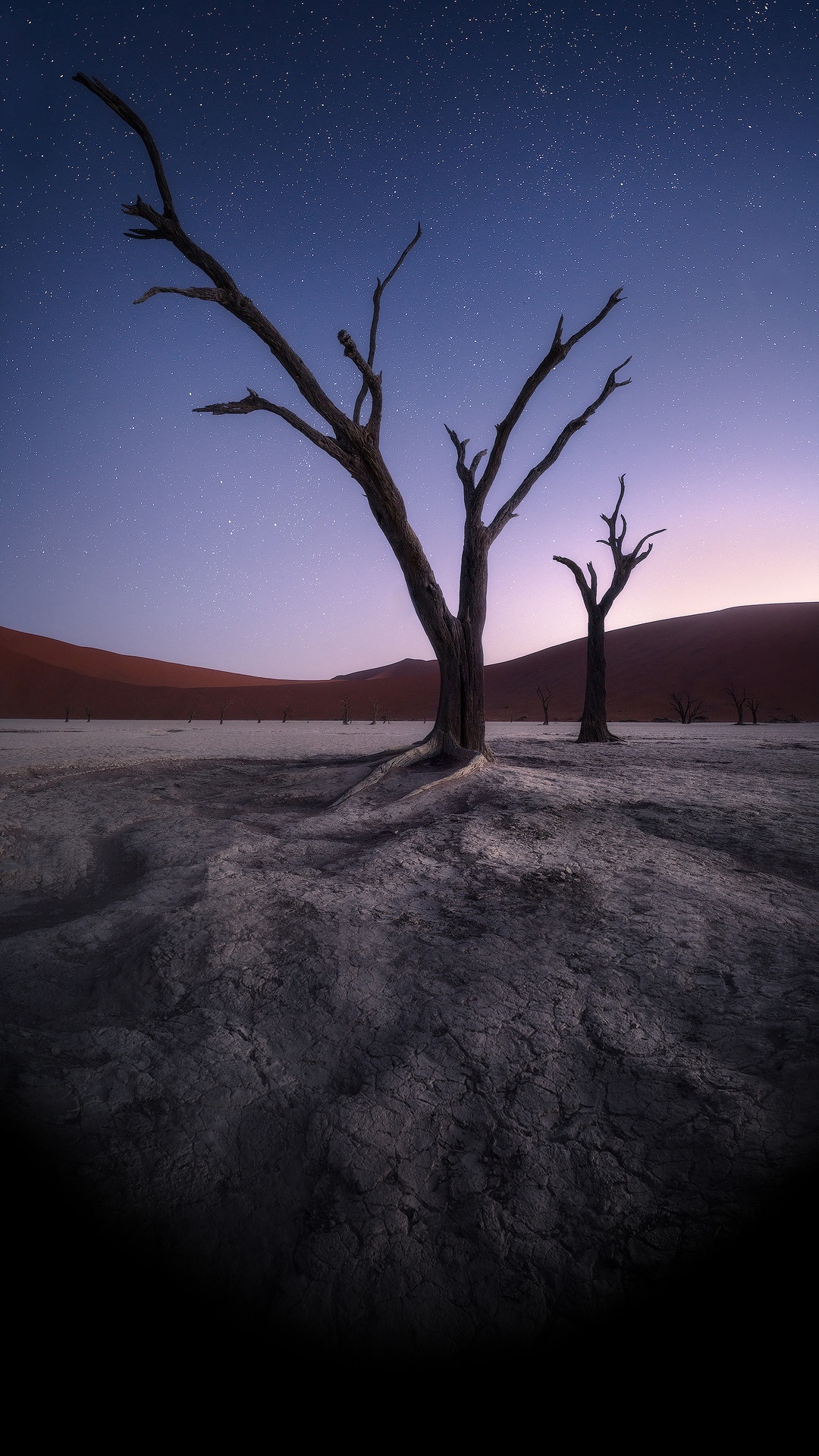 Обои атмосфера, растение, природный ландшафт, ветвь, древесина в разрешении 1080x1920
