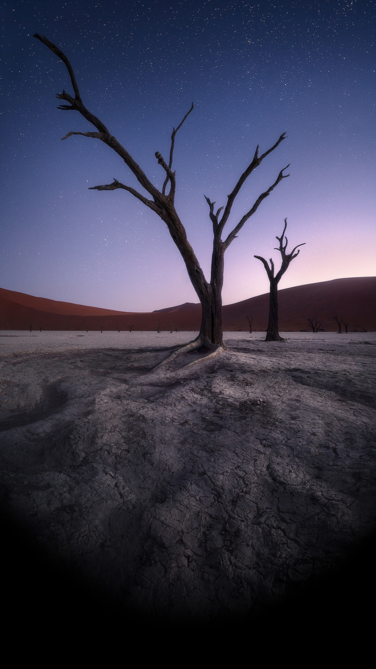 Обои атмосфера, растение, природный ландшафт, ветвь, древесина в разрешении 750x1334