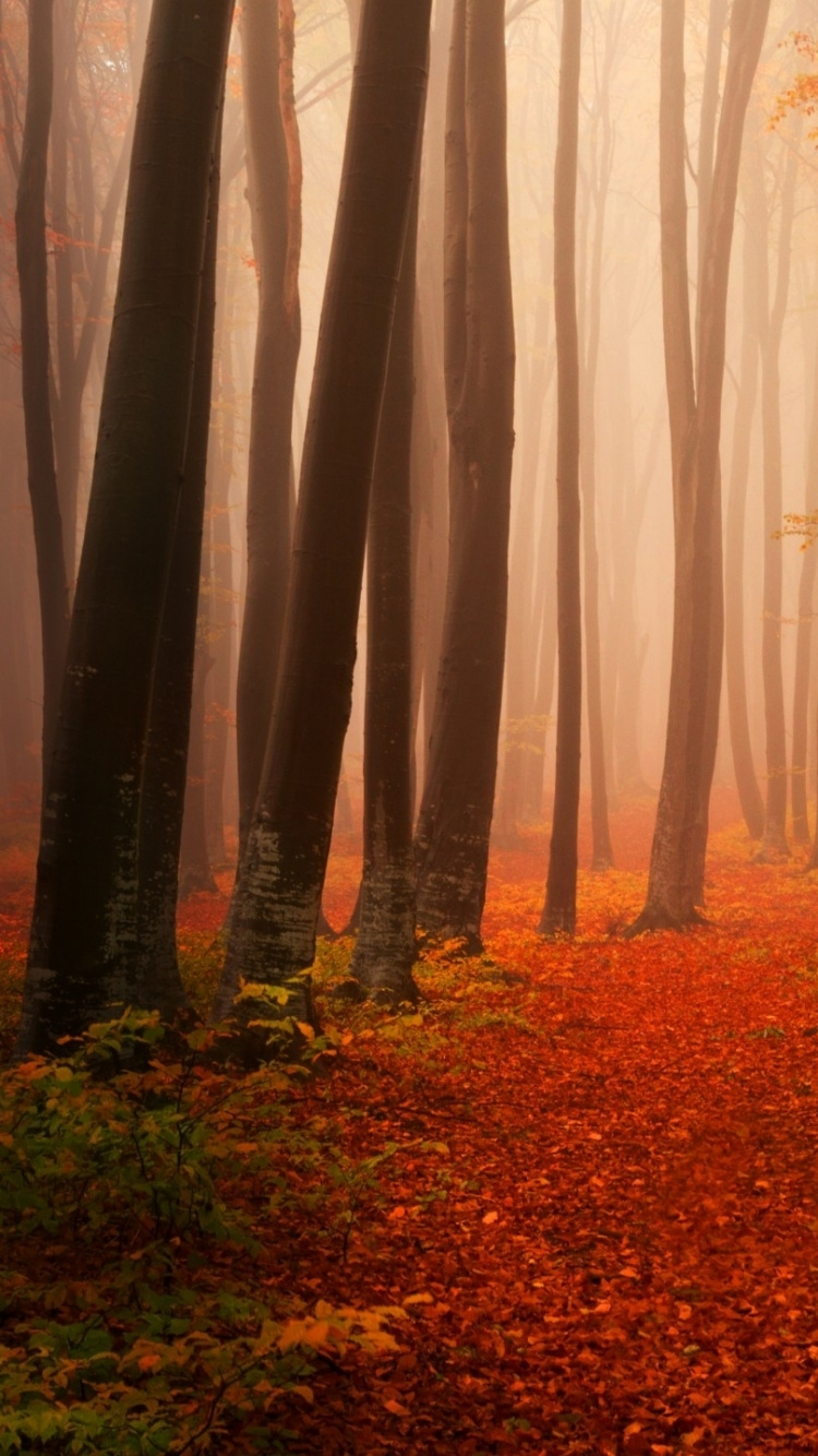 Обои лес, лесистая местность, осень, природа, дерево в разрешении 750x1334