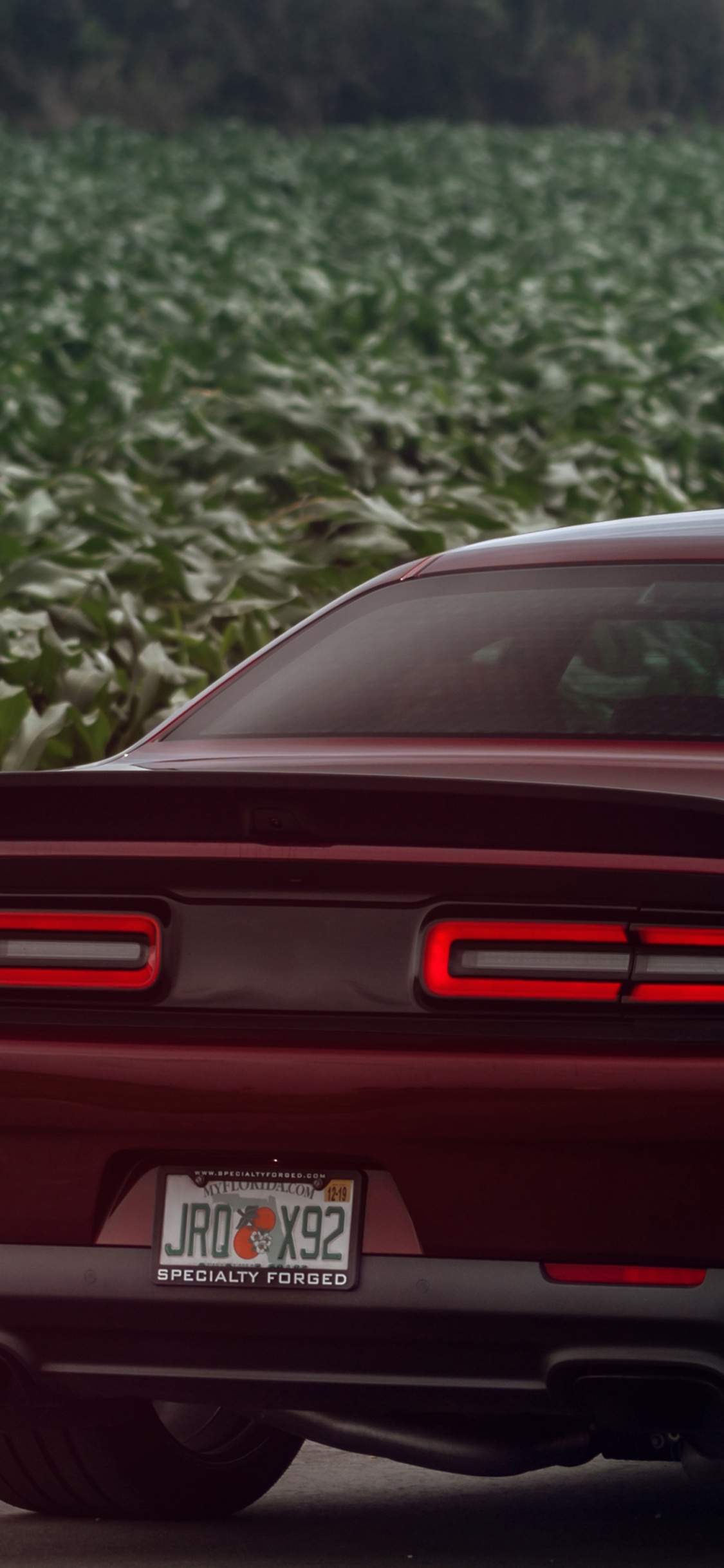 Обои dodge, авто, шина, мускул кар, автомобильный экстерьер в разрешении 1125x2436