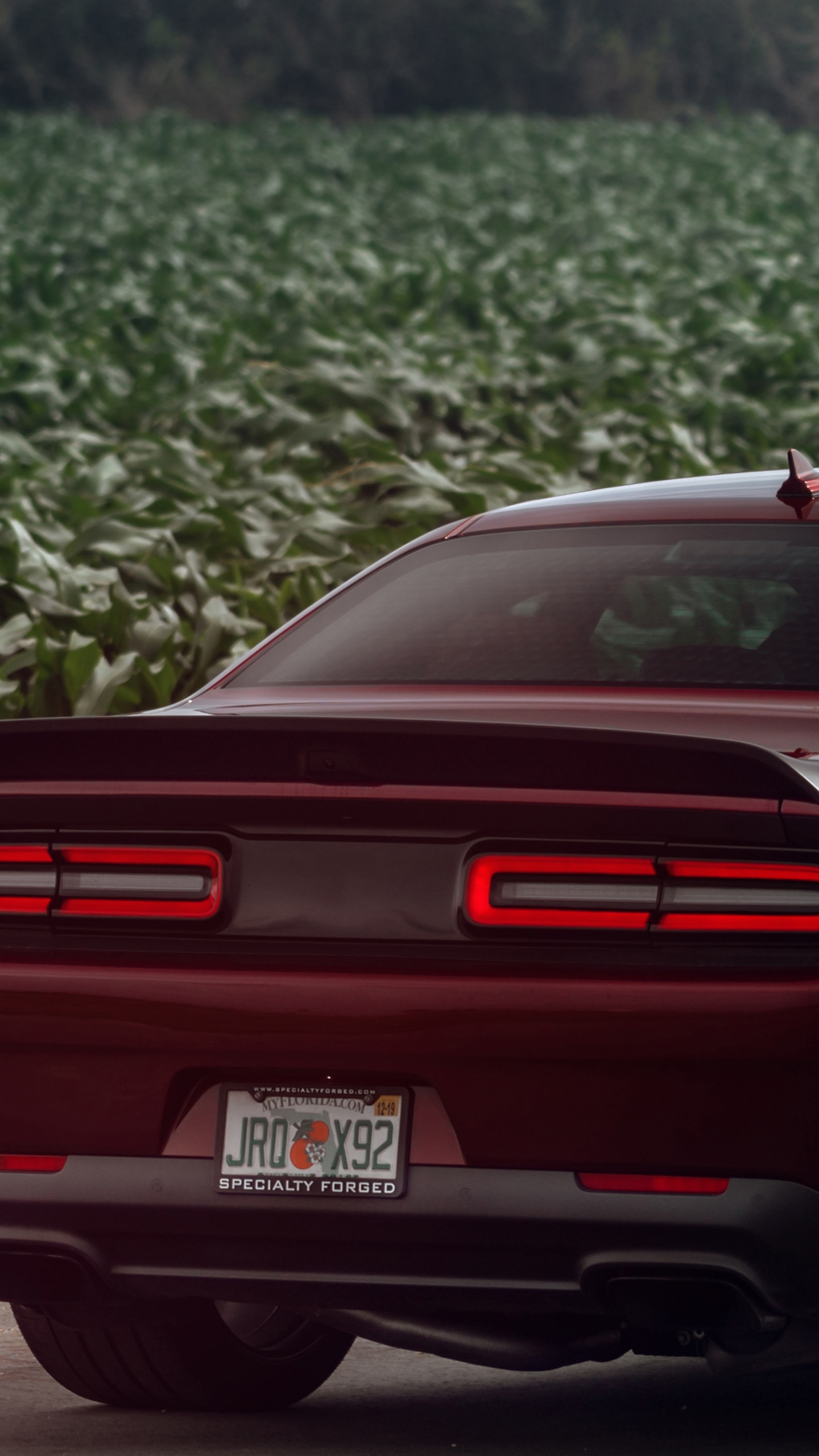 Обои dodge, авто, шина, мускул кар, автомобильный экстерьер в разрешении 1440x2560