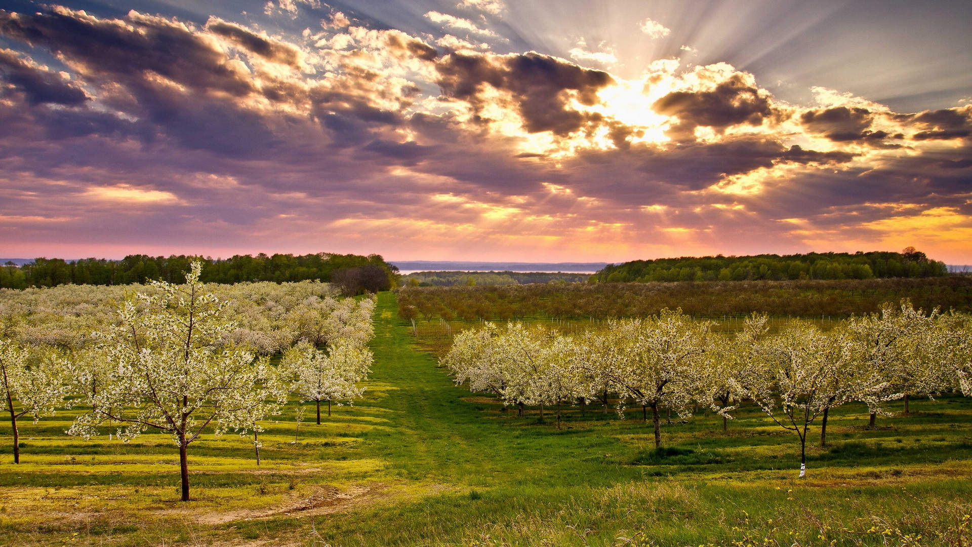 Обои природа, луг, облако, небо, утро в разрешении 1920x1080