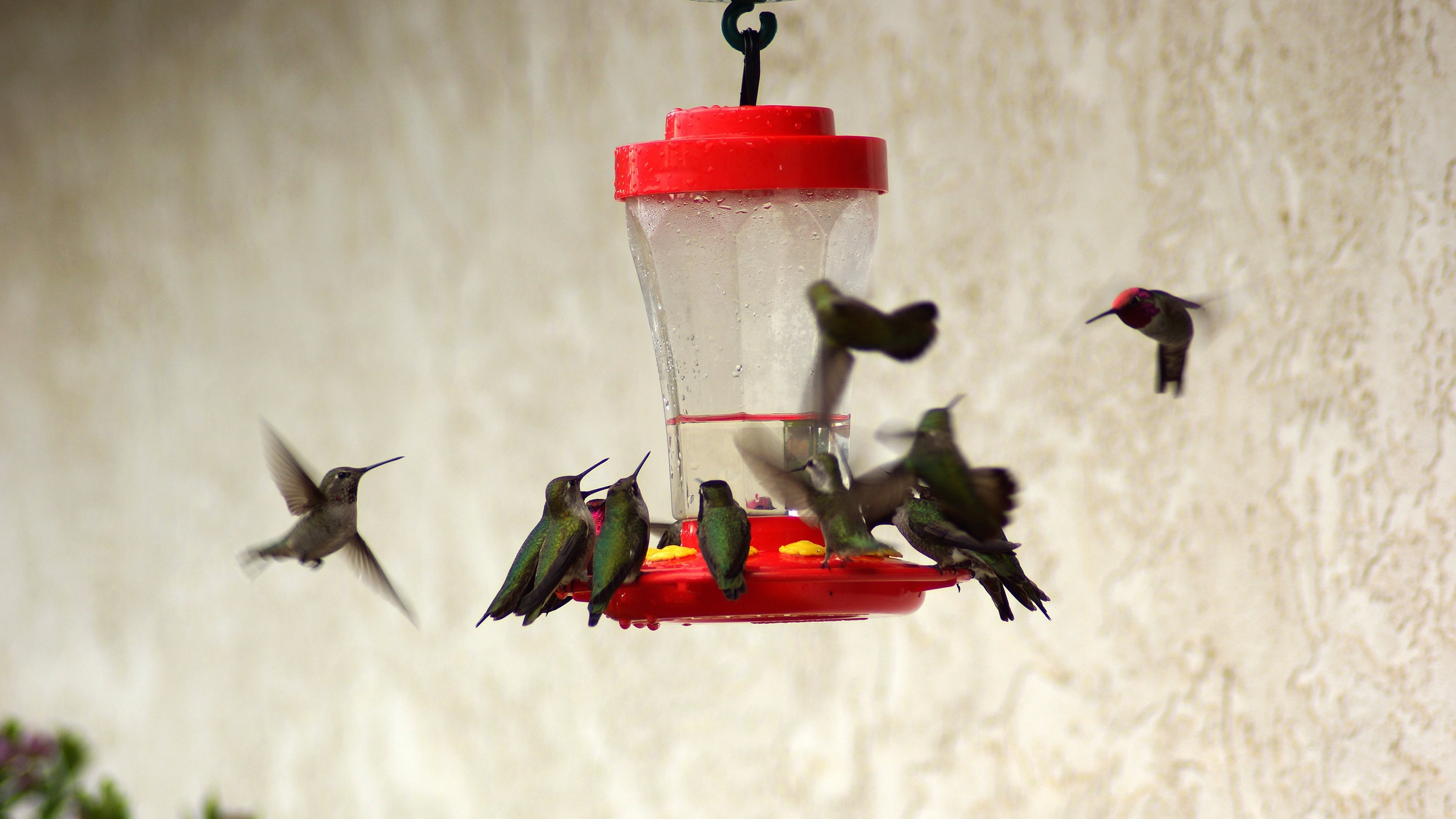 Обои Колибри, красный цвет, птица, опылитель, Коврики Для Мыши в разрешении 2560x1440