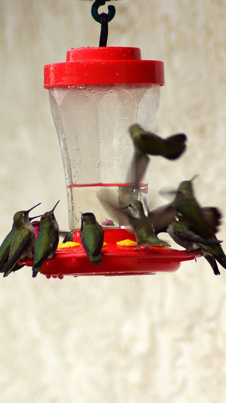 Обои Колибри, красный цвет, птица, опылитель, Коврики Для Мыши в разрешении 720x1280