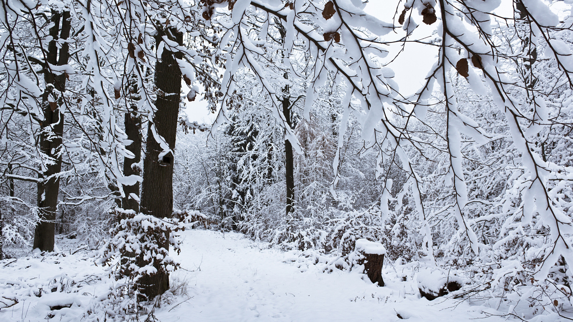 Обои зима, снег, дерево, ветвь, замораживание в разрешении 1920x1080